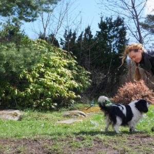 Fortsettelseskurs i hundetrening