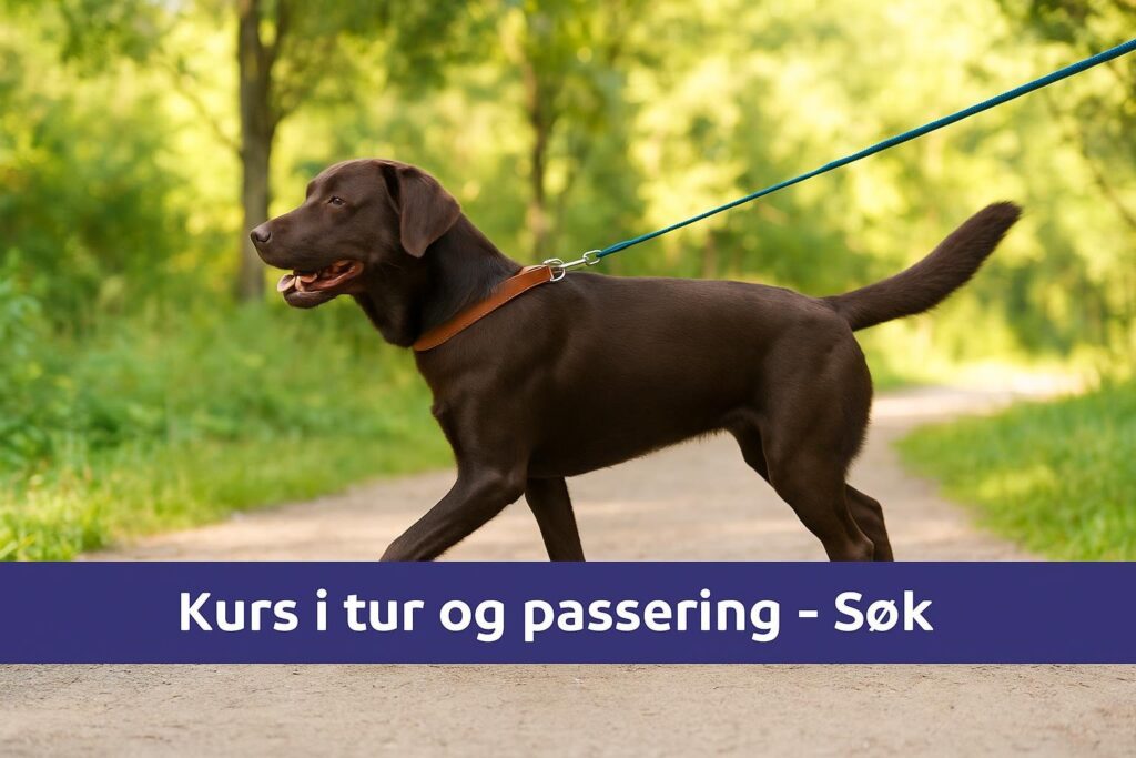 En hund som utfører søk-kommandoen