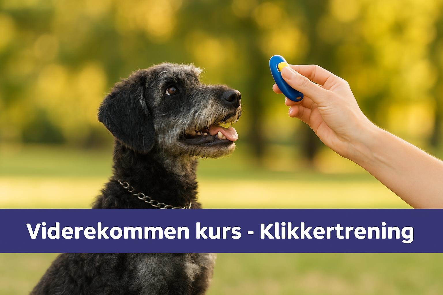 Klikkertrening for nybegynnere: Enkel og effektiv metode for hunder
