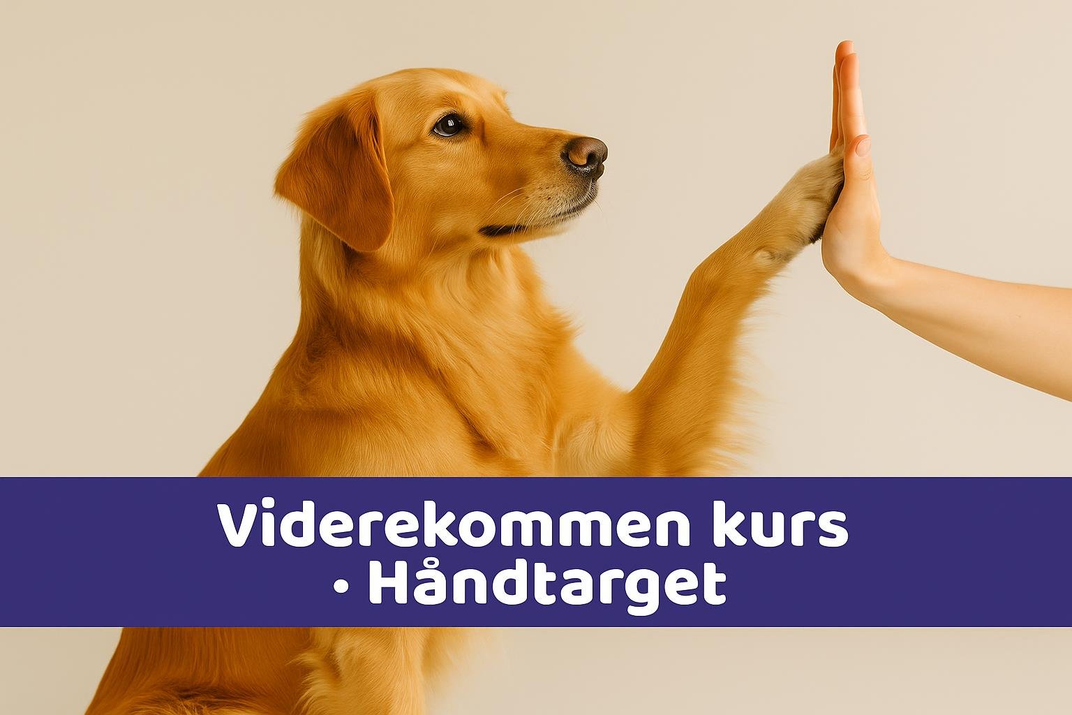 Targettrening med håndflate: enkel metode for presis hundetrening
